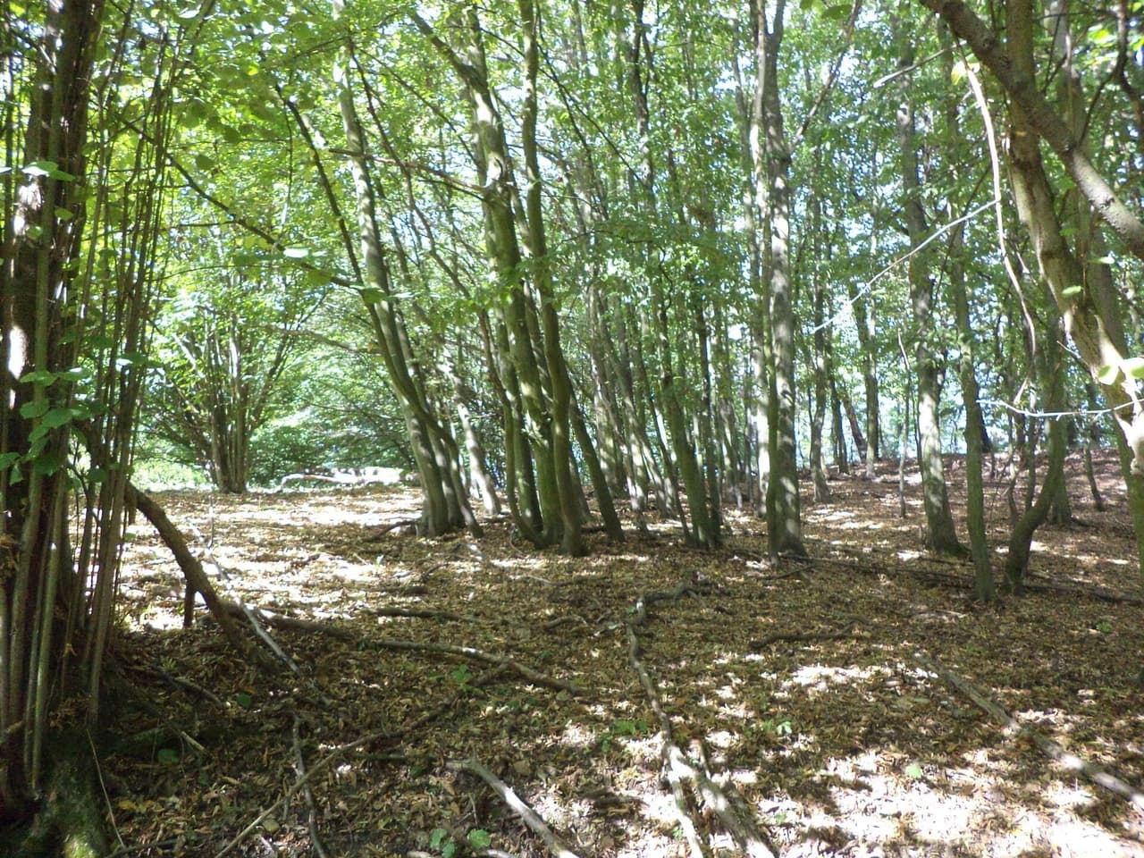 Prodej pozemku 14517 m²